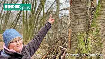 Vandalen wüten im Wald-Kindergarten Hemer - IKZ