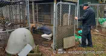 Animal Shelter Rescues 61 Dogs from Property, Finds Dead and Injured Dogs in Horrible Conditions