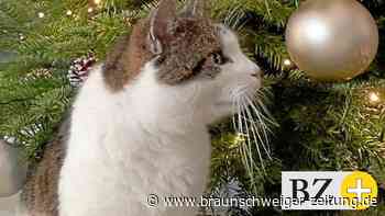 Katzen-Entführung Klein Gleidingen – Täter offenbar gefasst