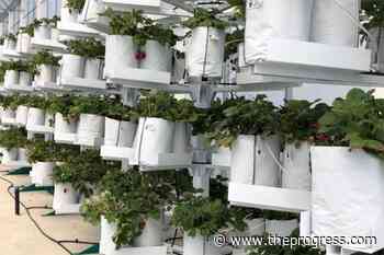 Abbotsford vertical farming company accused of misrepresentation by BC Security Commission – Chilliwack Progress - Chilliwack Progress