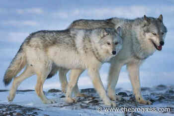 Animal advocacy group condemns B.C.’s extension of the wolf cull - Chilliwack Progress