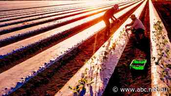 Countdown to farm worker minimum pay after Fair Work ruling