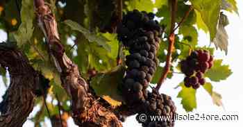 Consorzio Primitivo di Manduria, una donna alla guida per crescere ancora - Il Sole 24 ORE