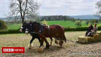 Acton Scott Historic Working Farm: Views sought over future - BBC News