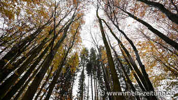 Revierförster informierte im Rat: Wie steht es um den Winninger Wald? - Rhein-Zeitung
