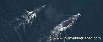 Collisions entre navires et baleines: Oceana Canada demande à Ottawa d’en faire plus