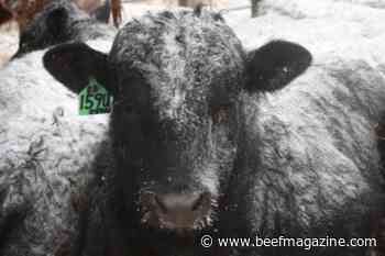 Trending Headlines: Shrinking cattle numbers, rising beef prices