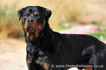 Man spared jail after his Rottweilers repeatedly attacked pets - The Bolton News