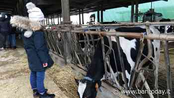 Festa di Sant'Antonio Abate, a Putignano benedizione degli animali e scambio della mozzarella - BariToday