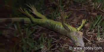 Why frozen iguanas are falling from trees in Florida