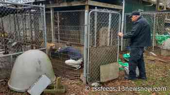 'Bad shape physically' | More than 60 dogs rescued from 'inhumane conditions' in Moyock
