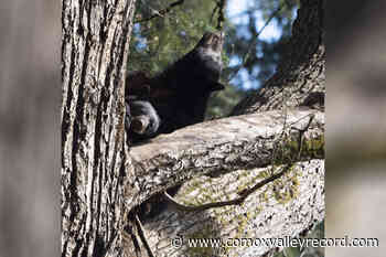 Nominations now open for the Comox Valley Tree of the Year - Comox Valley Record