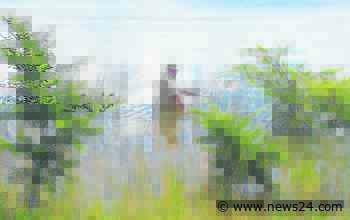 Trout are asking for cement flies, while carp are filling the keepnets | Witness - News24