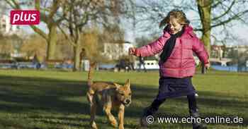 Regeln für Vierbeiner und ihre Halter in Lampertheim - Echo Online