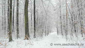 Dresden: Nach dem Sturm ist vor dem Sturm in der Dresdner Heide - Sächsische.de