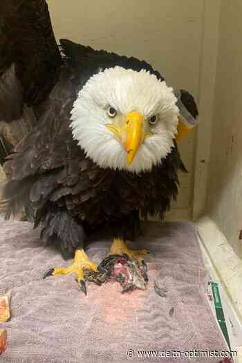Ladner raptor rescue facility busy with lead poisoning cases - Delta-Optimist