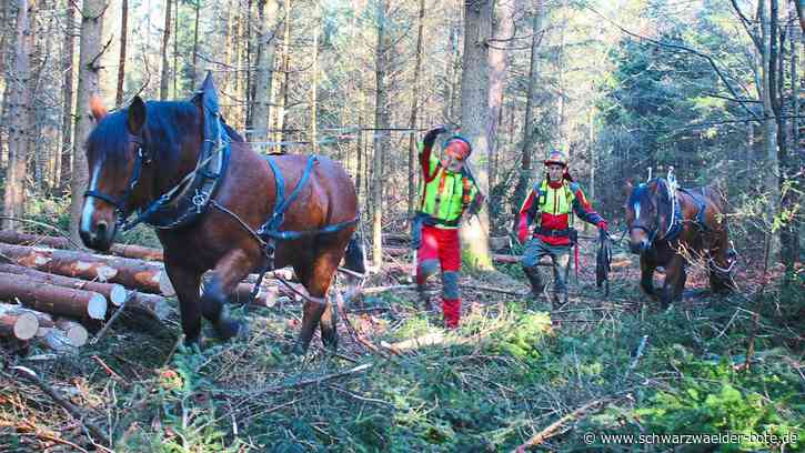 Klimawandel: Althengstett baut  den Wald für die Zukunft um