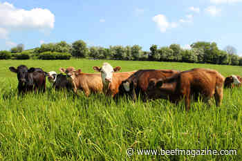 Changes forecasted for beef industry