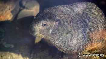 Polarization spreads to Groundhog Day: Willie, Sam at loggerheads