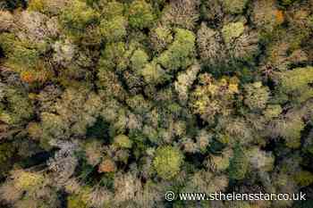 Study estimates 73000 tree species on Earth, including 9200 undiscovered - St Helens Star