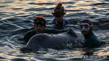 Trotz aller Rettungsversuche: verletzter Schnabelwal vor Athens Küste ist tot