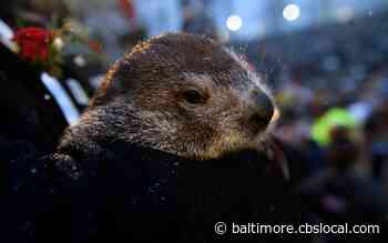 6 More Weeks Of Winter, Punxsutawney Phil? Not So Fast - CBS Baltimore