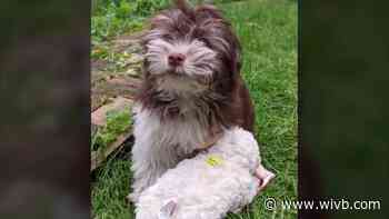 Puppy returned to Rochester man, but his car is still missing