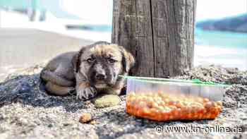 Erdogan lässt Straßenhunde einfangen: Tierschützer rufen Urlauber zum Türkei-Boykott auf