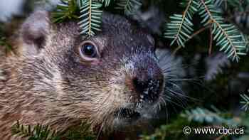 Shubenacadie Sam, Wiarton Willie clash over Groundhog Day predictions