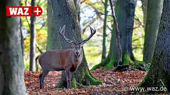 Hohenstein Witten: Warum der Rothirsch bald ausziehen muss - Westdeutsche Allgemeine Zeitung