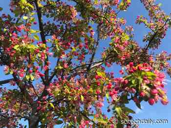 Plants in the UK Flowering a Month Earlier Due to Climate Change