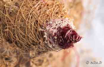 Frontignan : Isabelle Piron s'expose, "À fleur de peau" - actu.fr