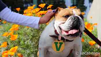 Fresno State's live mascot Victor E. Bulldog III to retire