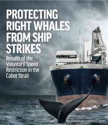 Transport Canada can do more to protect critically endangered right whales in the Cabot Strait - Yahoo Finance