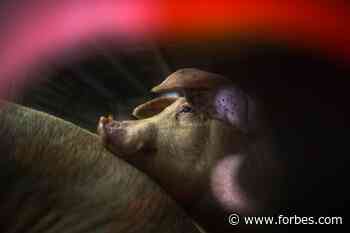 European Rule On Live Animal Transport Are Stuck On The Road - Forbes