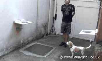 Dogs turn to their owners for help when faced with a difficult task