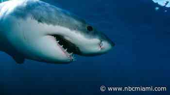 11-Foot Great White Shark Pings Off the Coast of Florida