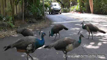 Miami-Dade Agrees to Do Something About Its Peacock Problem