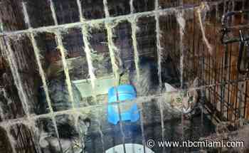 Woman Charged After 52 Cats Found Crammed Inside Filthy Hollywood Home: Police