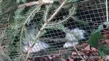 Hauskatze in Lebendfalle erschossen: Jägerin erhält Verwarnung