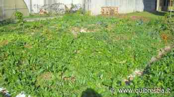 Verziano, A2A e Cfp Canossa fanno germogliare l'Orto Libero - QuiBrescia - QuiBrescia.it