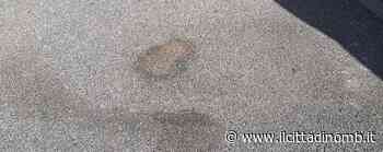 Monza, la protesta dei residenti: «I marciapiedi di Cederna ricoperti di cacche di cane» - Il Cittadino di Monza e Brianza