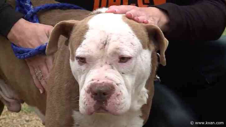 Help needed: Animal shelters prepare for incoming ice storm