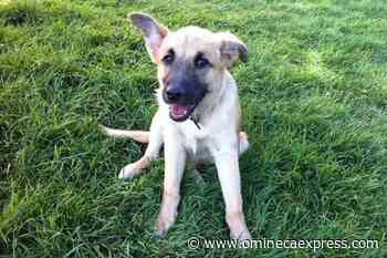 BC SPCA accepting submissions for 2023 Calendar Contest - Vanderhoof Omineca Express