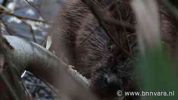 Bever knaagt aan tak | Zelf Geschoten - Vroege Vogels - Zembla