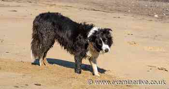 Mystery dog illness in Yorkshire confirmed as coronavirus as vets give advice - Yorkshire Live