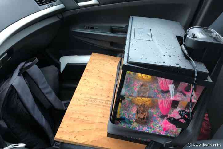 No fish left behind: Round Rock teacher prepares classroom for winter storm