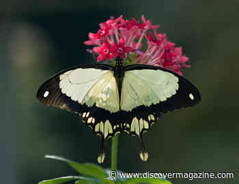 The Butterfly with a Dozen Disguises