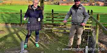 Marl: Gute Nachricht von den neun kleinen Schweinchen - Marler Zeitung