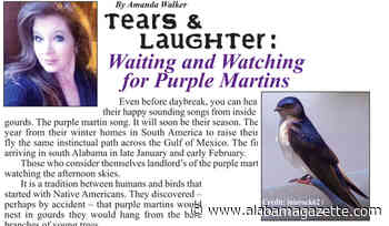 Tears & Laughter: Waiting and Watching for Purple Martins